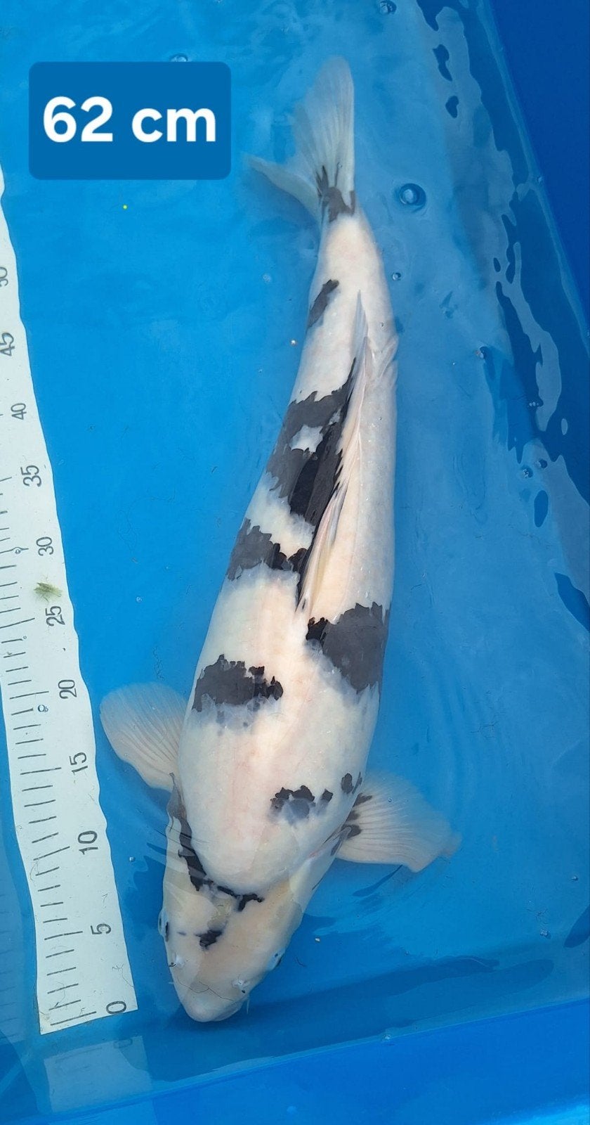 Koi Shiro Ogata 62 cm, Animaux & Accessoires, Poissons | Poissons d'étang