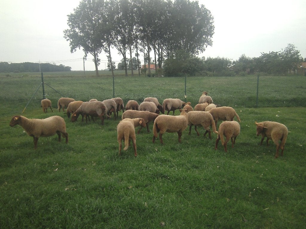 Voskoplammeren te koop, Mâle, Mouton, 0 à 2 ans