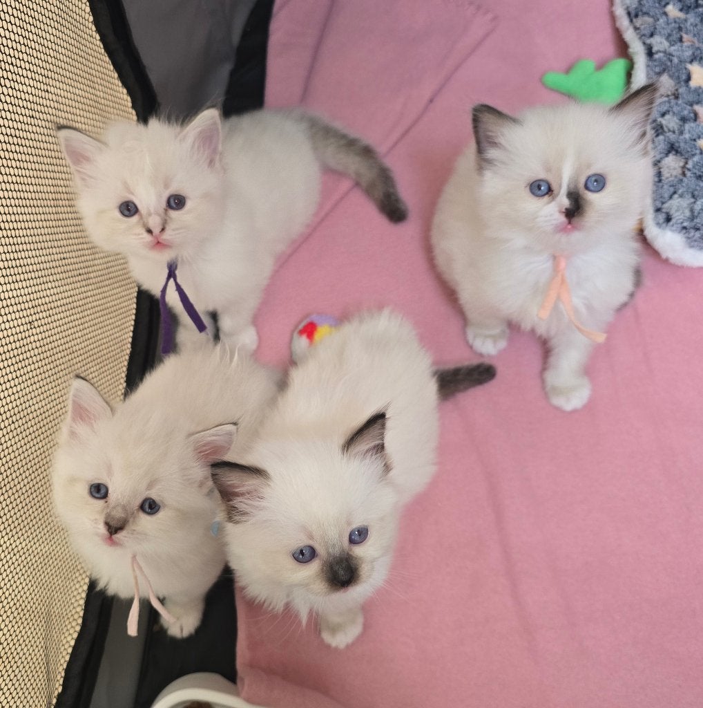 Ragdoll kittens, Dieren en Toebehoren, Poes, Gechipt, 0 tot 2 jaar