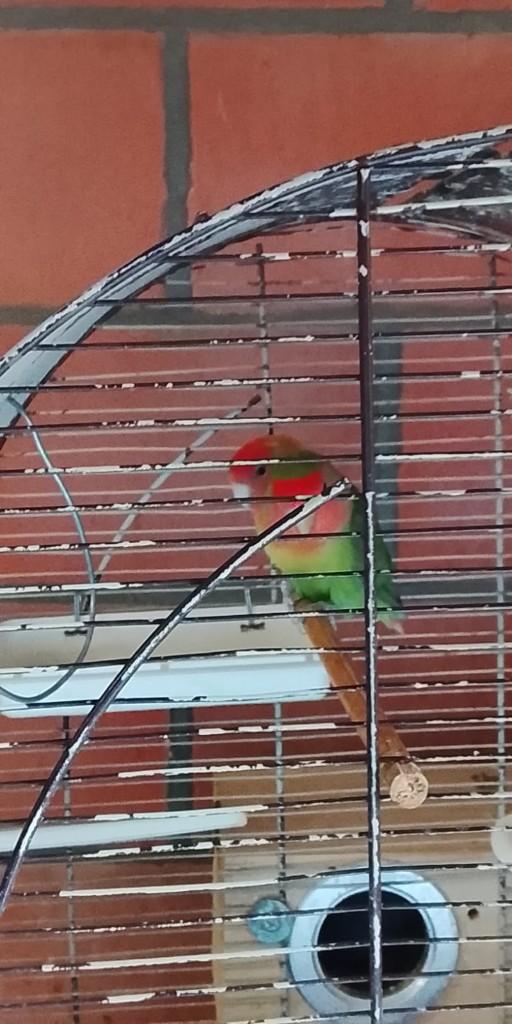 Mooie koppel roseicollis lovebirds ️, Dieren en Toebehoren, Vogels | Parkieten en Papegaaien, Meerdere dieren, Papegaai, Geringd