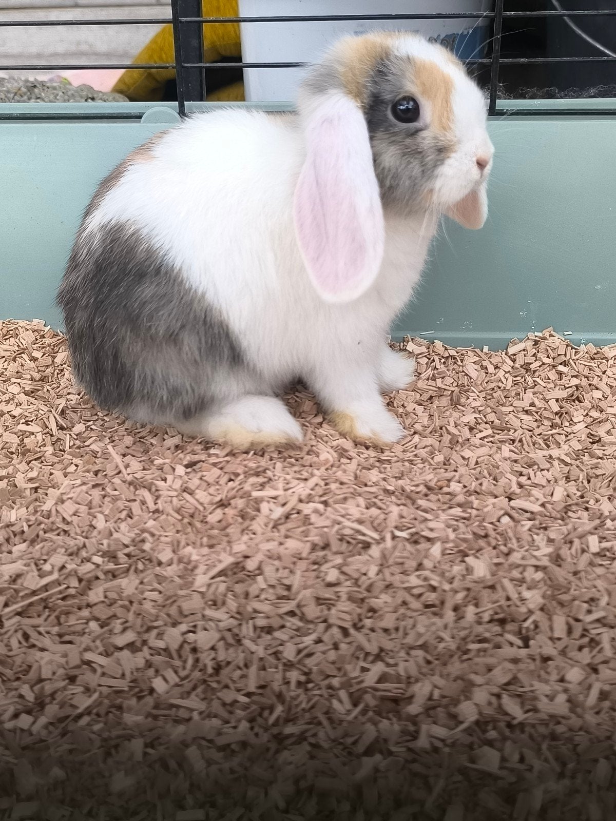 Rammelaar Nederlandse dwerghangoor met bruin en blauw oog, Dieren en Toebehoren, Konijnen