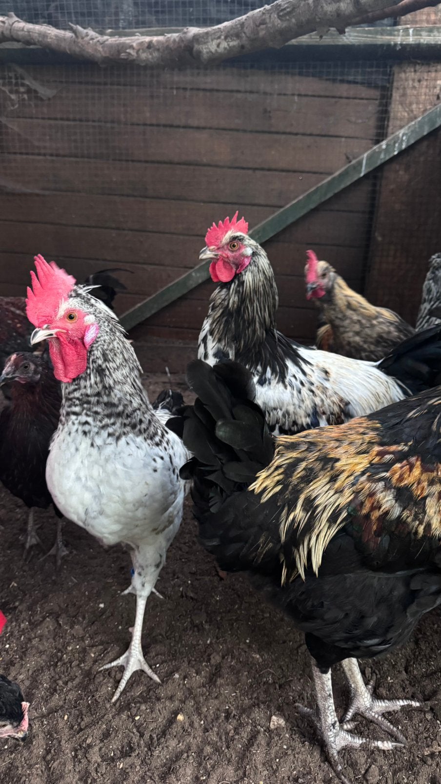 Cream Legbar haan, Dieren en Toebehoren, Kip