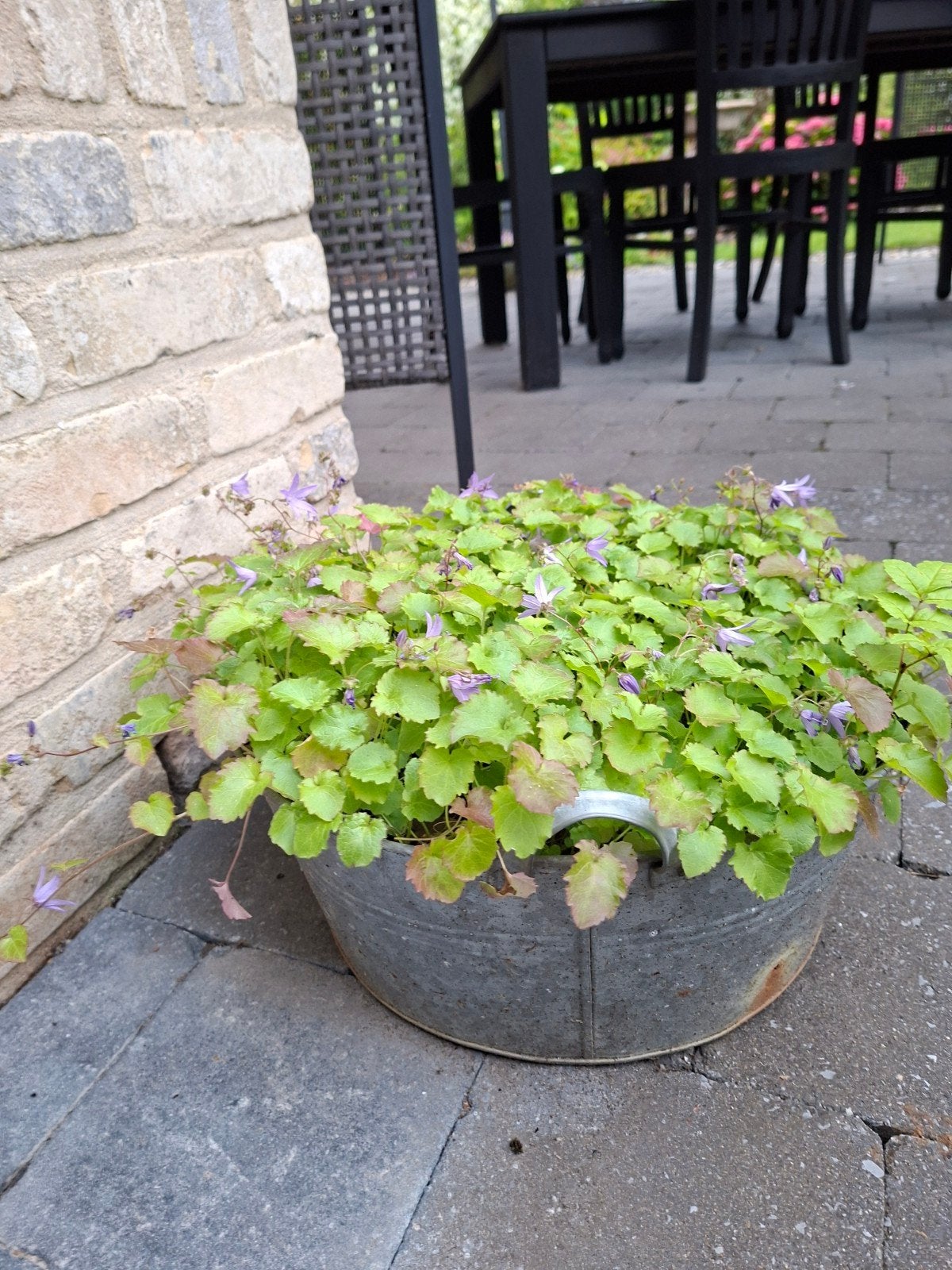Set van 2 gevulde bloempotten, Tuin en Terras, Ophalen
