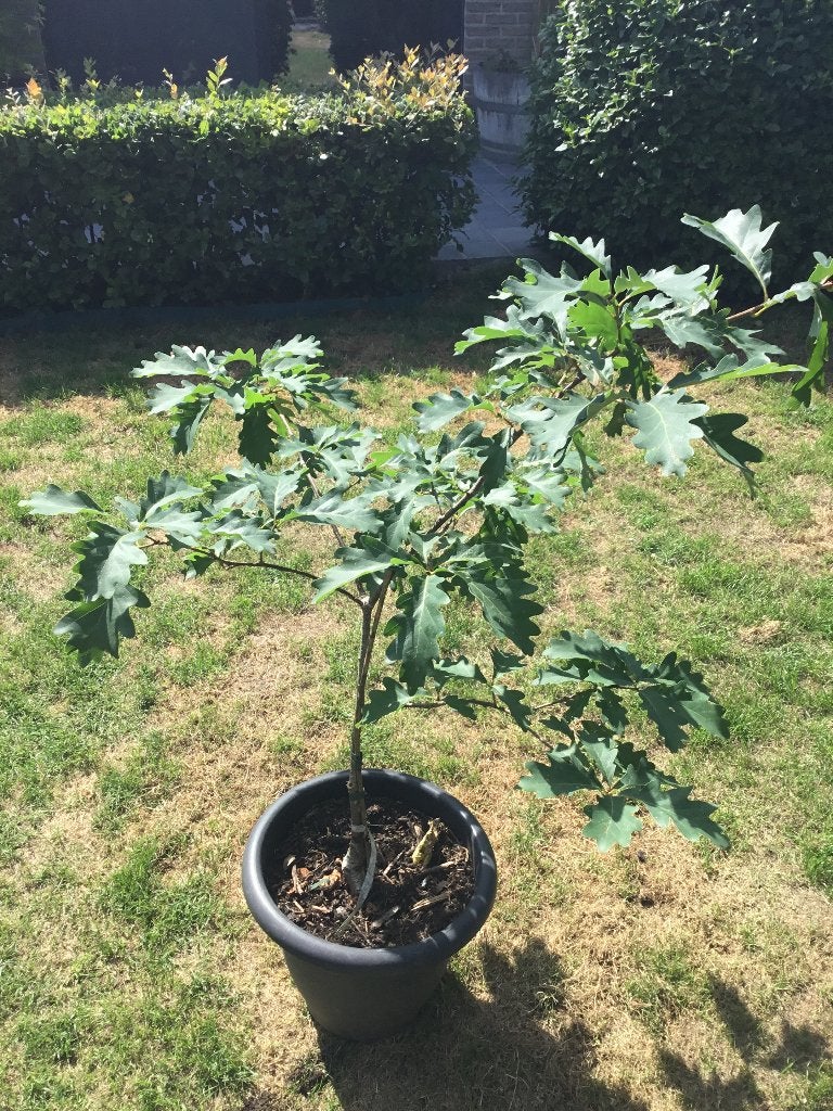 Quercus Sargentii  Thomas, Tuin en Terras, Halfschaduw, Lente, Minder dan 100 cm, Ophalen