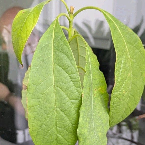4 gezonde avocadobomen van 2 jaar oud, Ophalen, Minder dan 100 cm, In pot