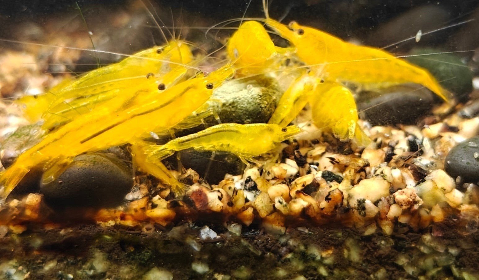 Neocaridina geel (citroengarnalen), Dieren en Toebehoren, Kreeft, Krab of Garnaal, Zoetwatervis