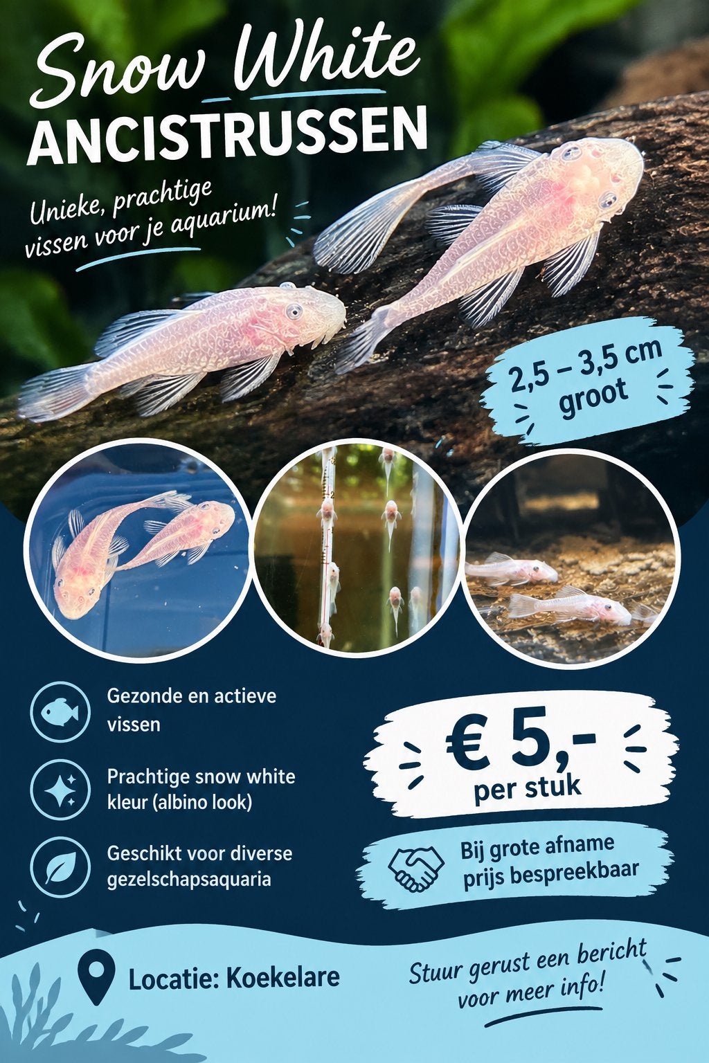 Snow white ancistrus, Dieren en Toebehoren