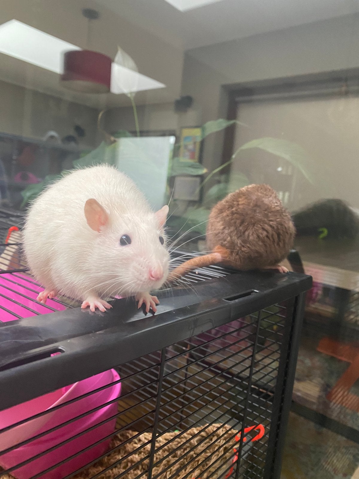 2 lieve tamme ratjes, Dieren en Toebehoren, Knaagdieren, Rat, Januari, Meerdere dieren, Tam