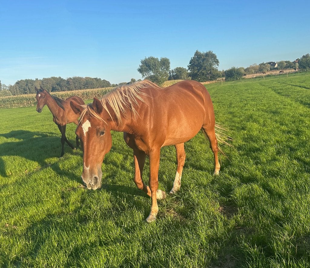 Knappe recreatie merrie, Dieren en Toebehoren, Merrie, Met stamboom, Zadelmak, 160 tot 165 cm