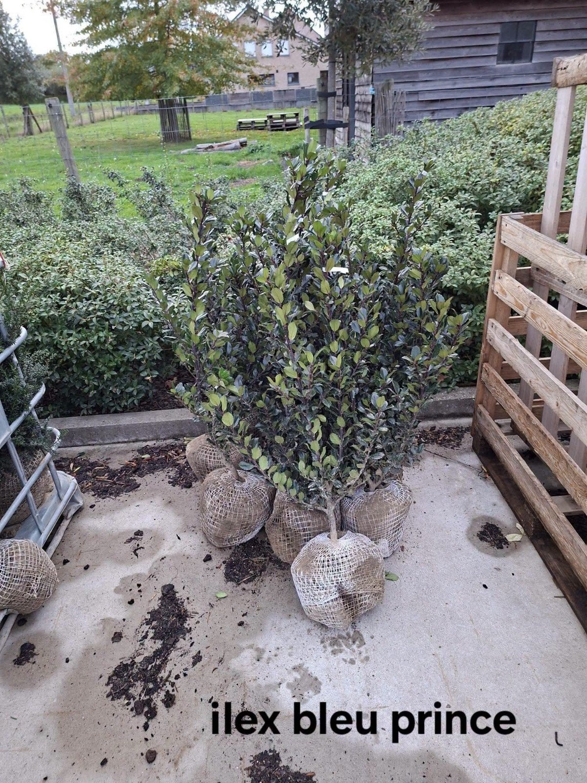 ‼️ilex bleu prince aan promoprijzen ‼️, Ophalen, Taxus