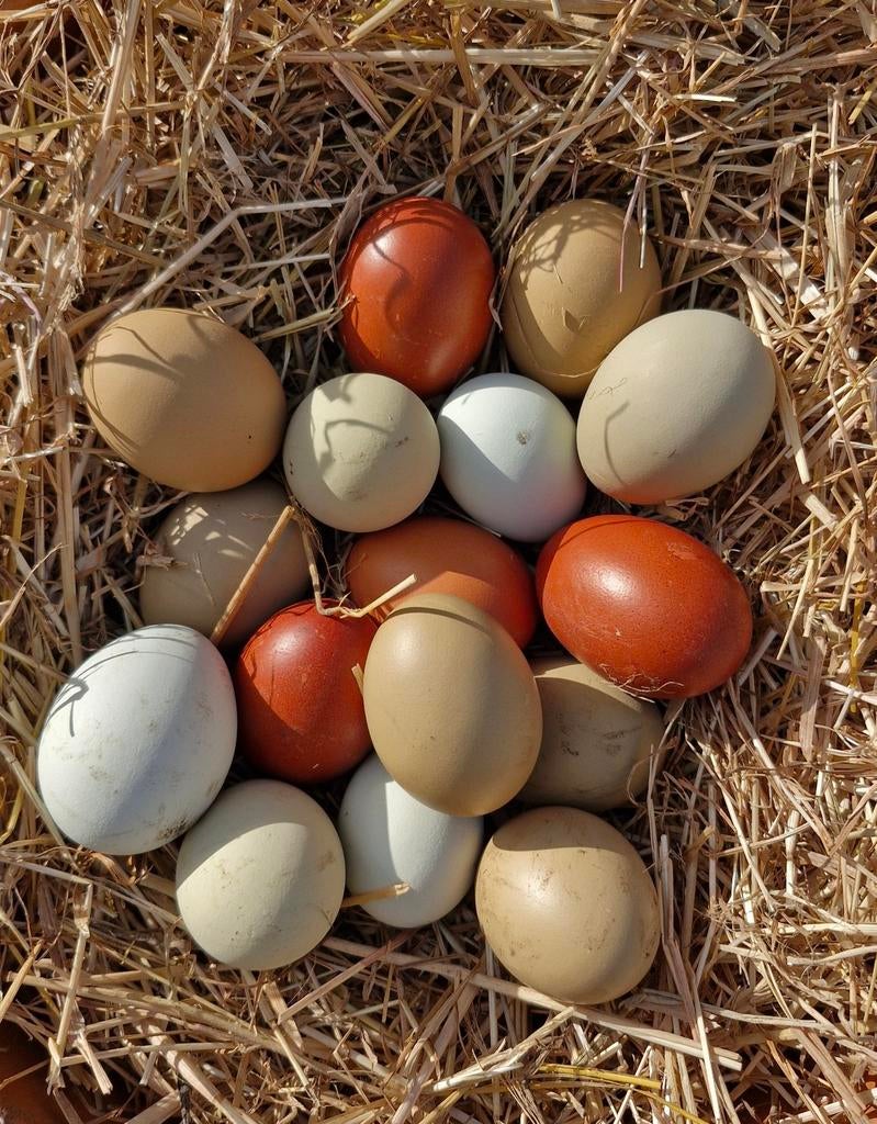 Broedeieren kleurleggers, Dieren en Toebehoren, Pluimvee