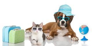 Garde animaux, Animaux & Accessoires, Jouets pour chats, Enlèvement, Neuf