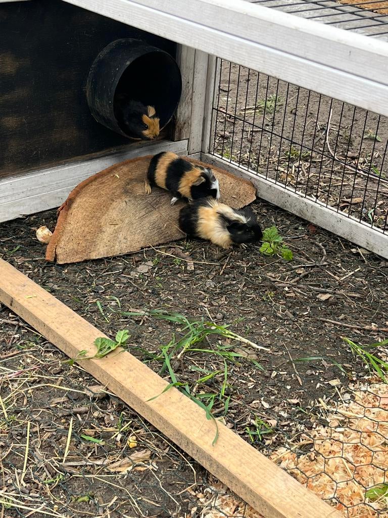 Cavia’s, Dieren en Toebehoren
