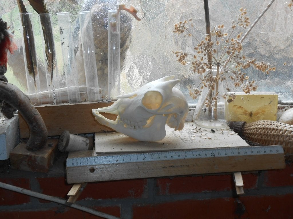 geitenschedel, Ophalen of Verzenden, Zo goed als nieuw, Boerderijdier, Schedel