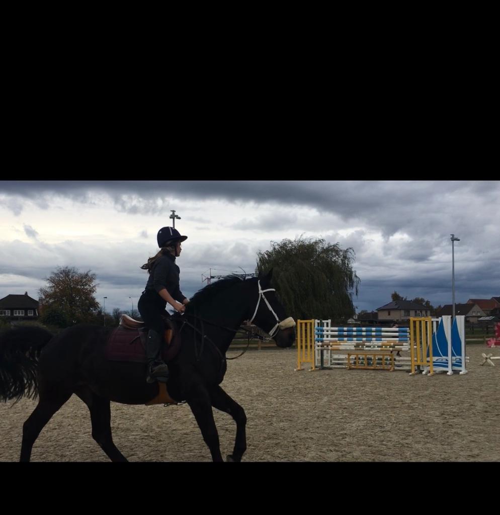 Ruin te koop, Met stamboom, Springpaard, Ruin, Zadelmak
