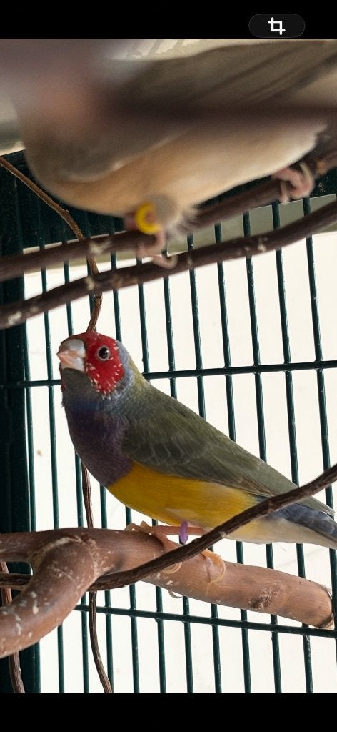 Gouldamadine, Animaux & Accessoires, Plusieurs animaux, Oiseau tropical