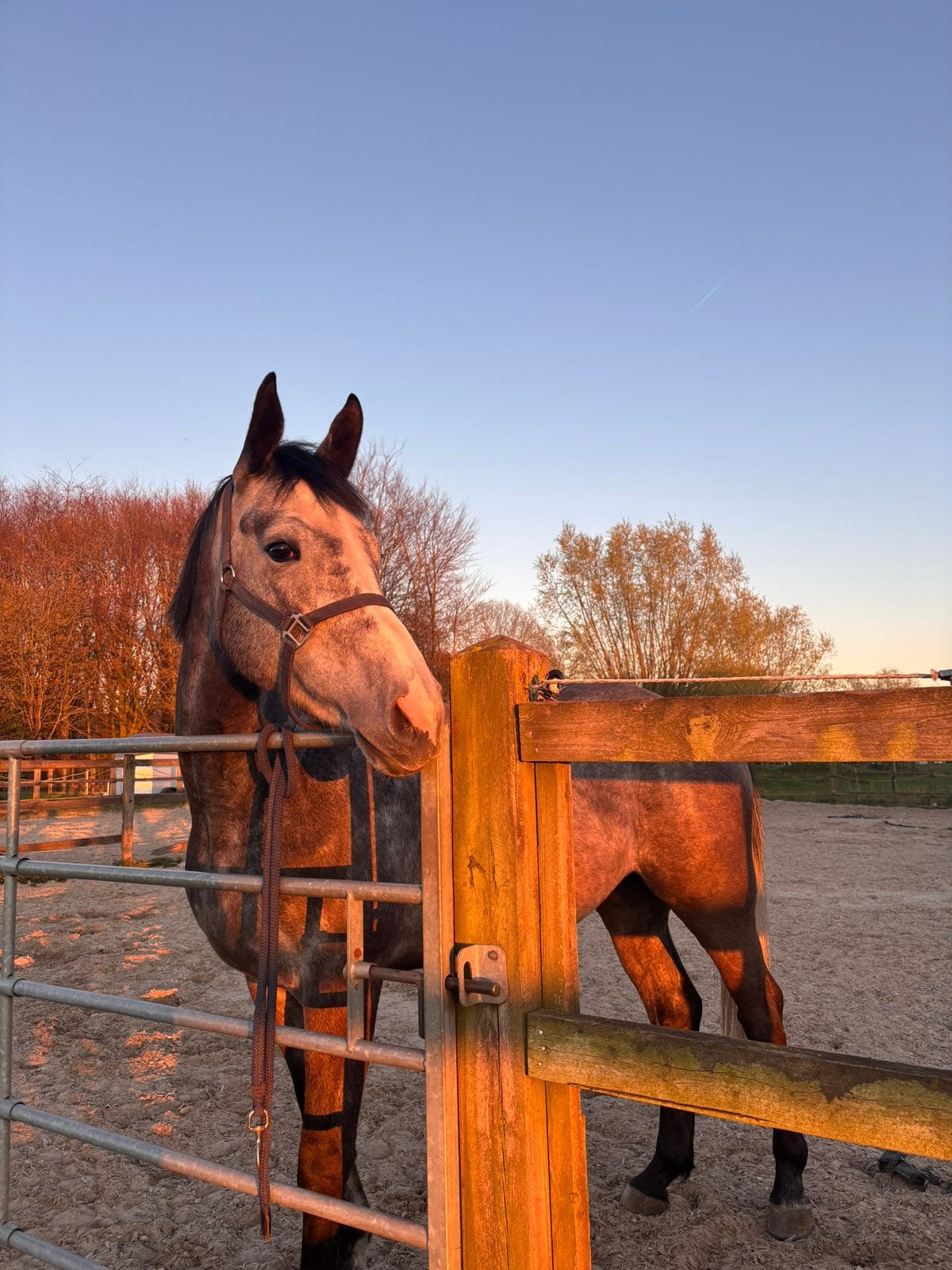 Drachtige 4 jarige spring merrie X luigi d’eclipse, Dieren en Toebehoren, Merrie