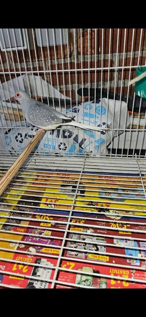 Tourterelle diamant, Plusieurs animaux