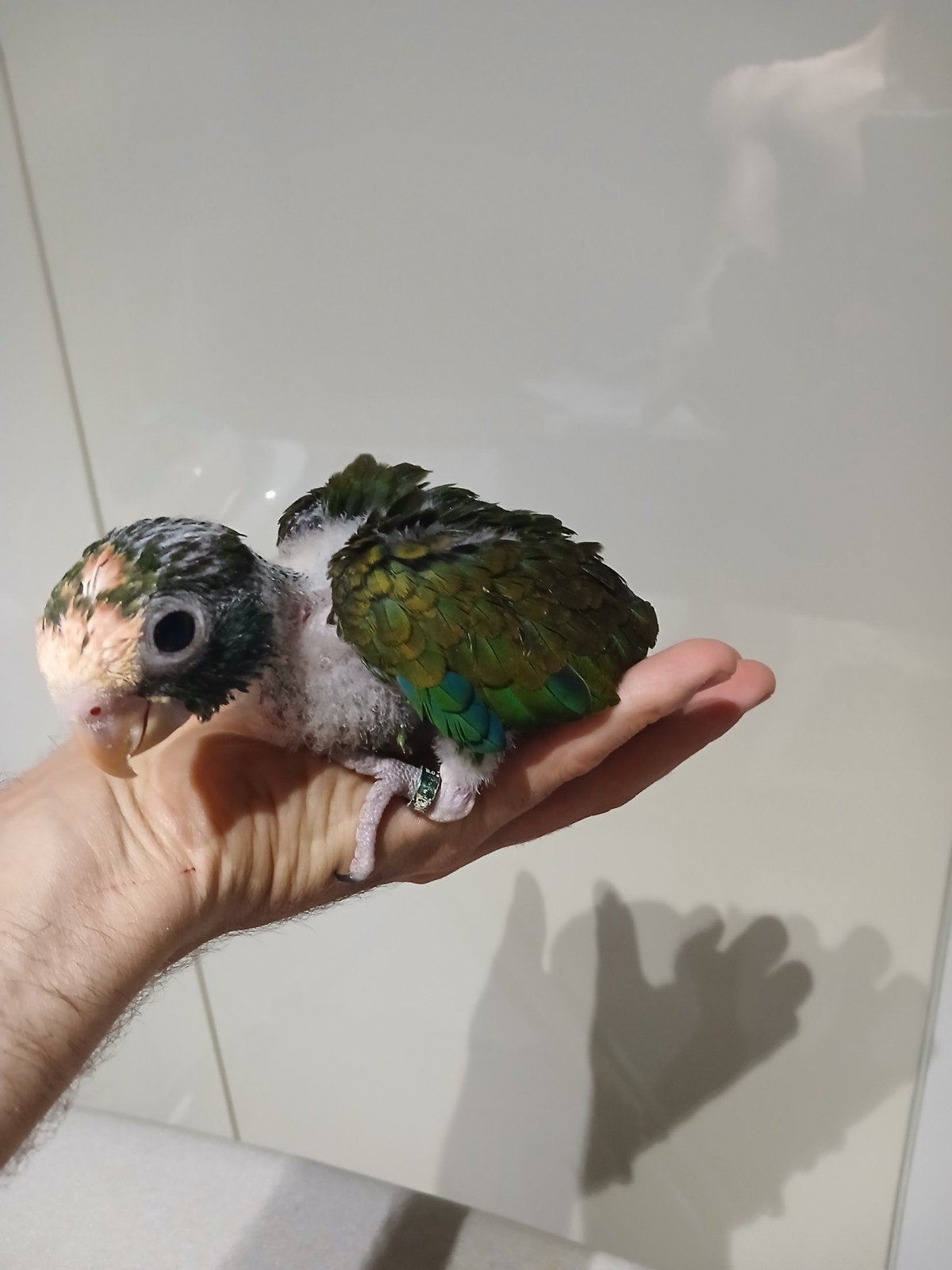 baby pionus senilis, Dieren en Toebehoren, Meerdere dieren, Papegaai, Tam