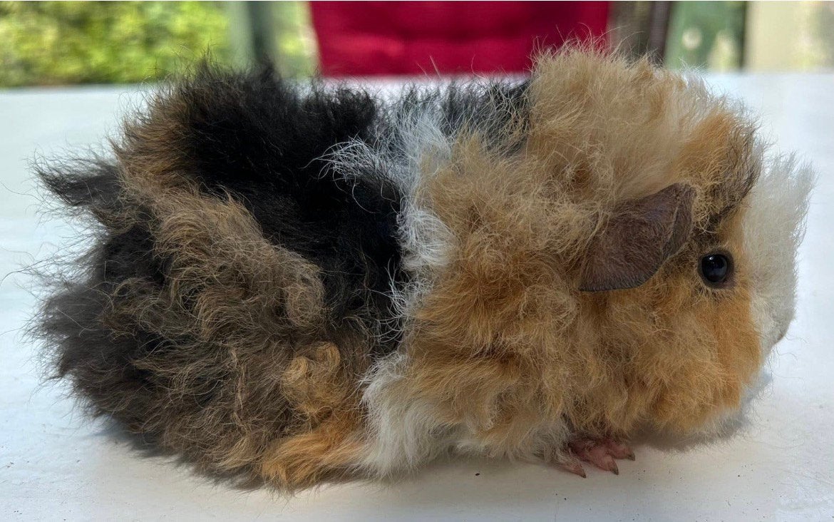 Teddy cavia wijfje, Juin, Femelle, Cobaye