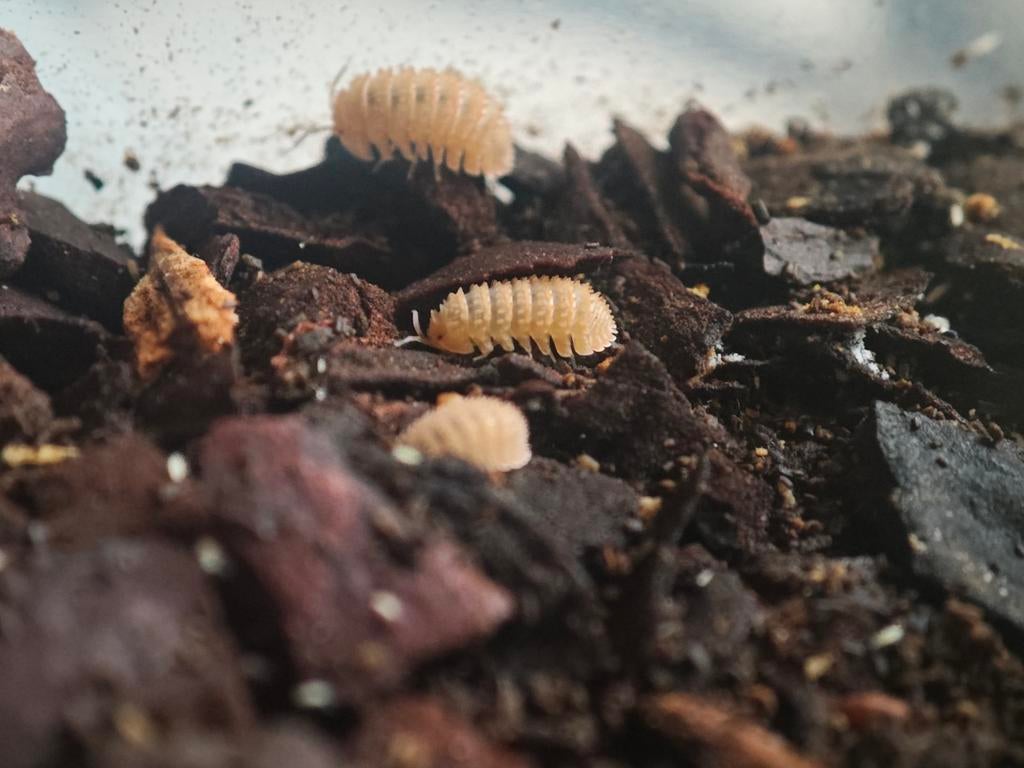 Cristarmadillidium muricatum, Dieren en Toebehoren, Insecten en Spinnen