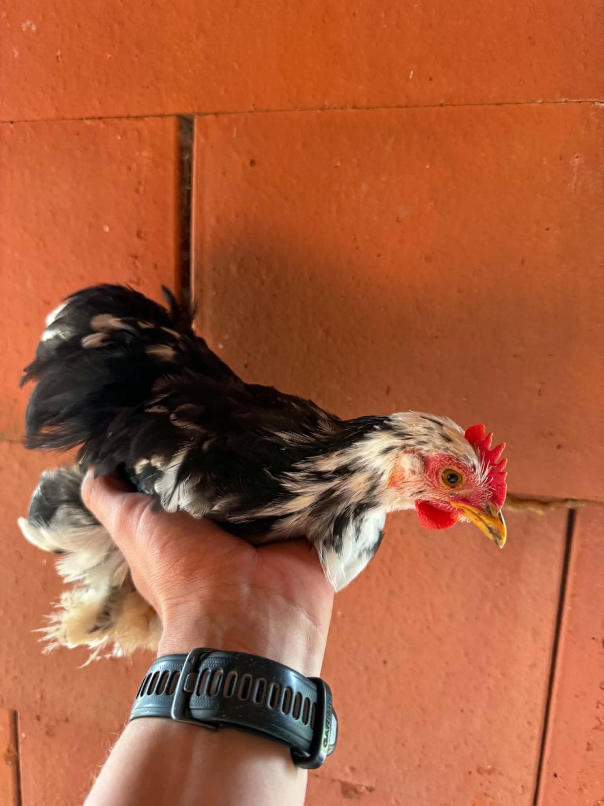 Cochin kriel hanen, Dieren en Toebehoren, Mannelijk, Kip