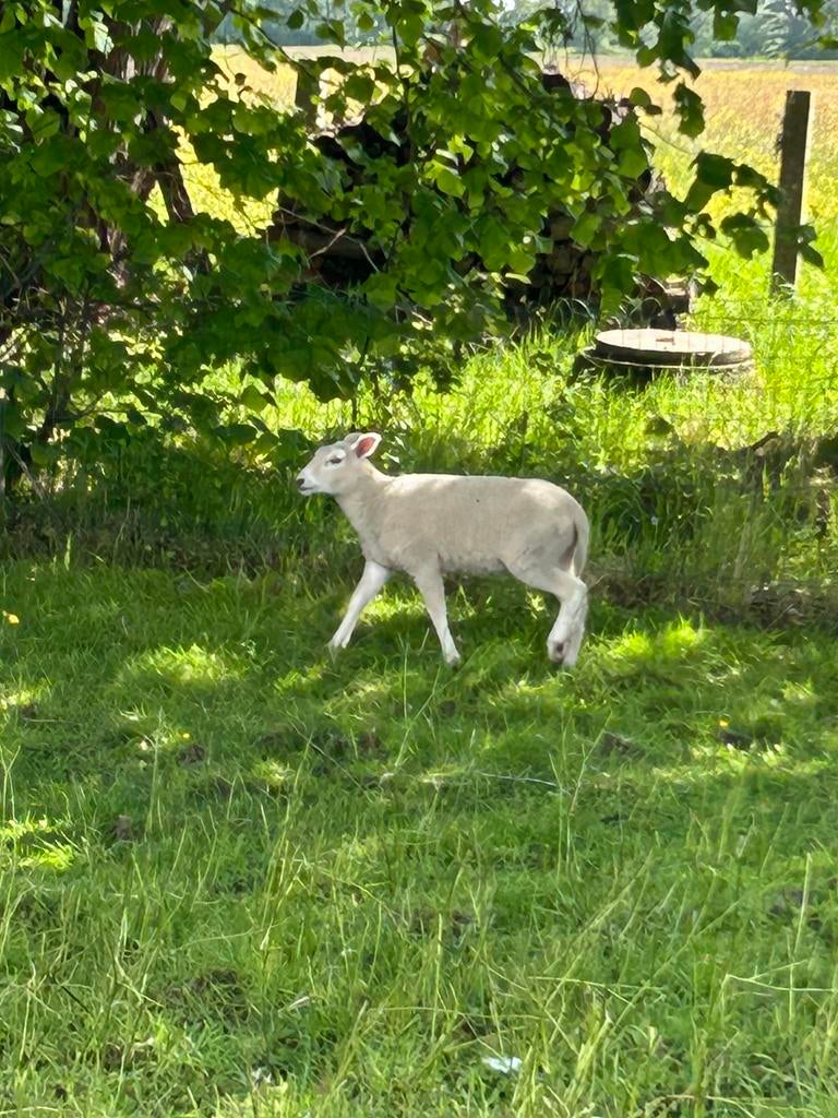 Ram lammeren, Animaux & Accessoires