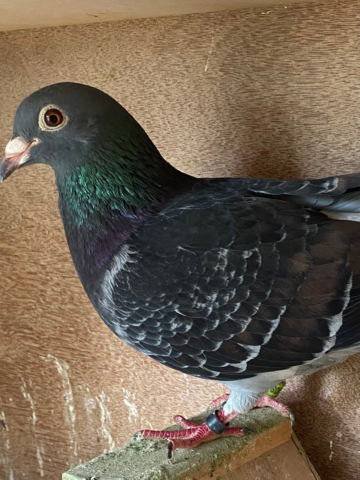 Duivin 2023 inteelt Brugemann kweker, Dieren en Toebehoren, Vogels | Duiven, Vrouwelijk, Postduif