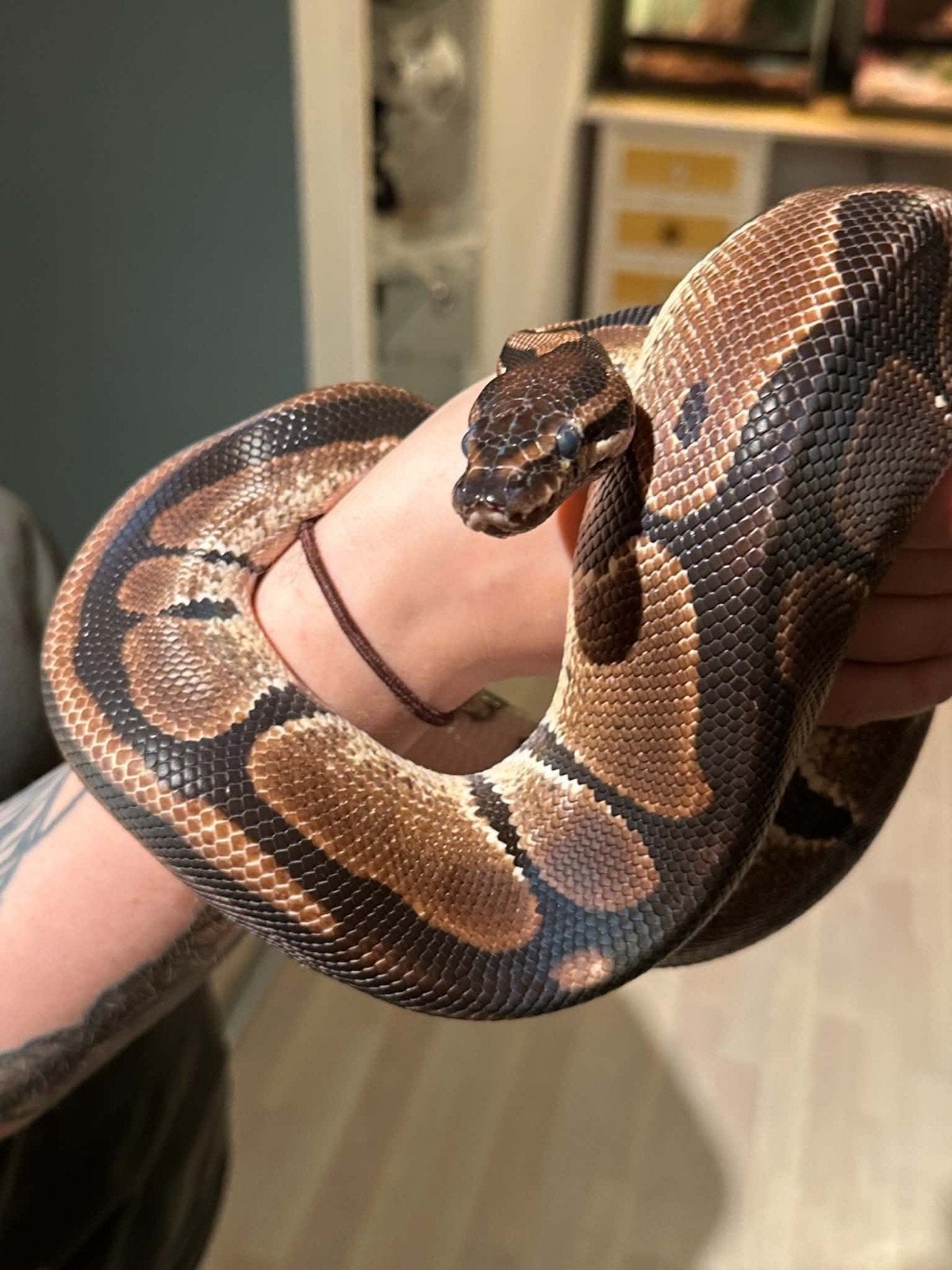 vrouwelijk koningspython Ball Python - female for sale from Naomi Torrao Oliveira