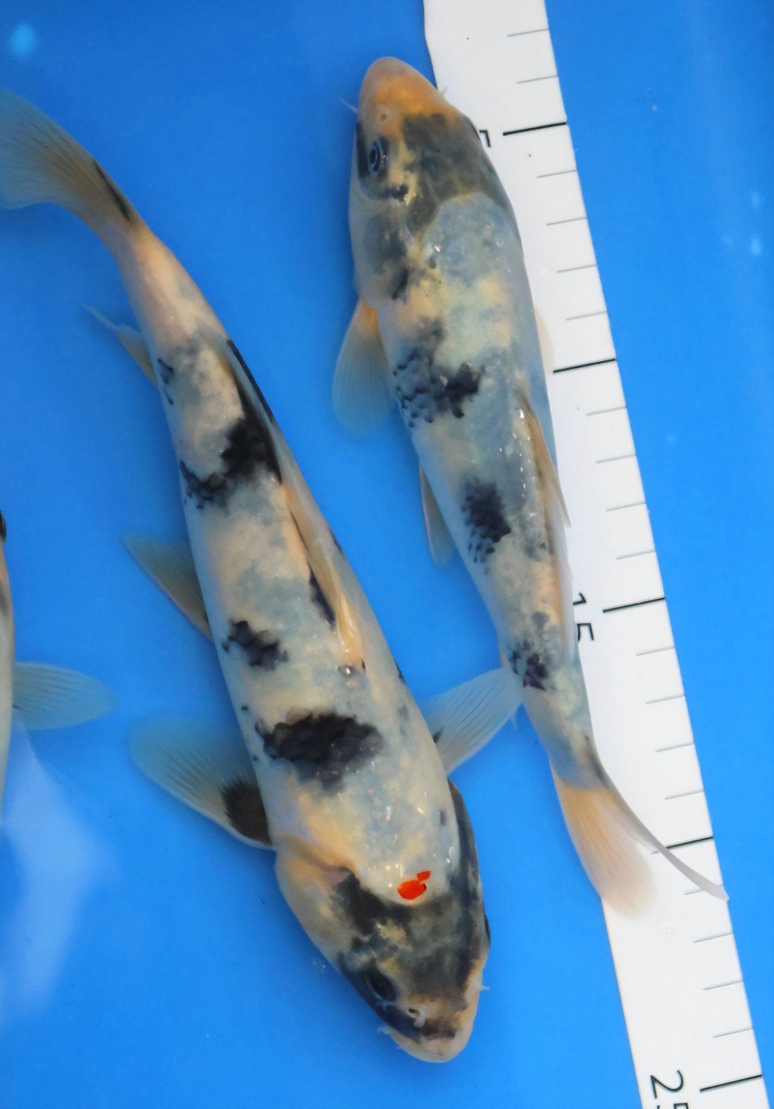 koi, Dieren en Toebehoren