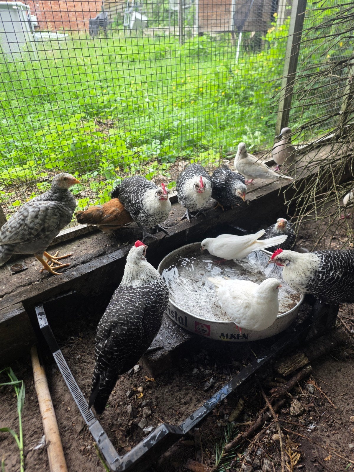 Jonge haantjes, Dieren en Toebehoren, Pluimvee
