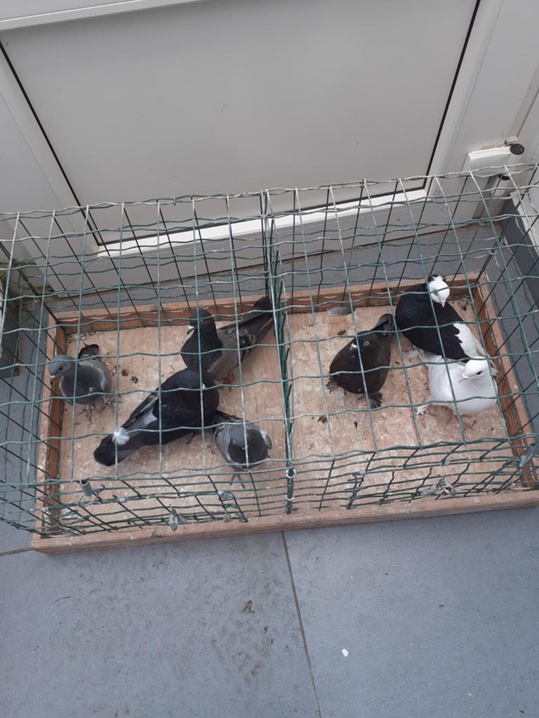 Sierduiven. Allemaal samen 30 euro 7 stuks, Dieren en Toebehoren
