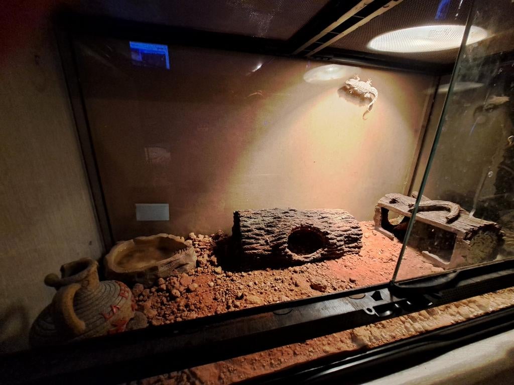 Muurgecko met terarium, Dieren en Toebehoren, Ophalen