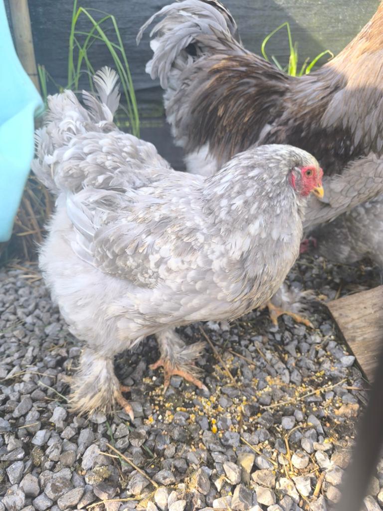 Laatste 2 Lavender brahma groothoender hennen