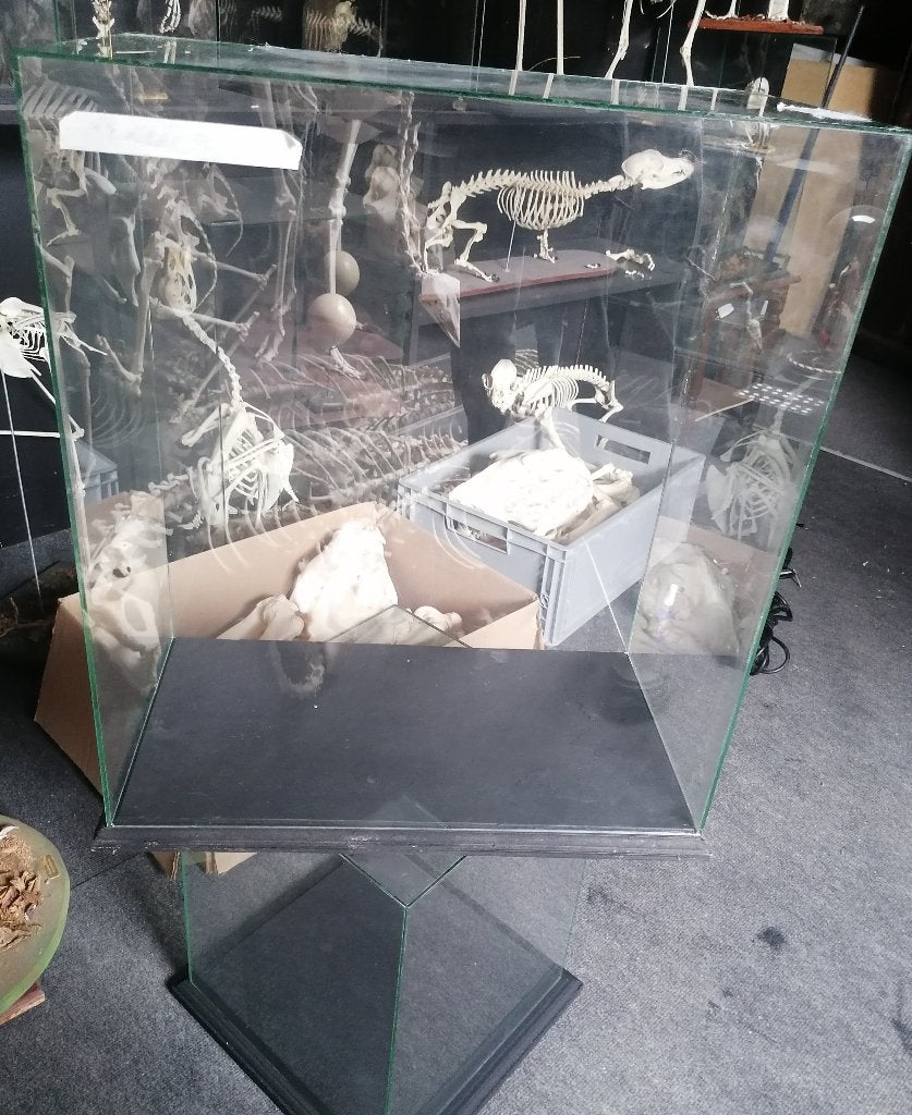 Vitrines vides pour taxidermie et autres, Collections, Collections Animaux, Enlèvement, Autres