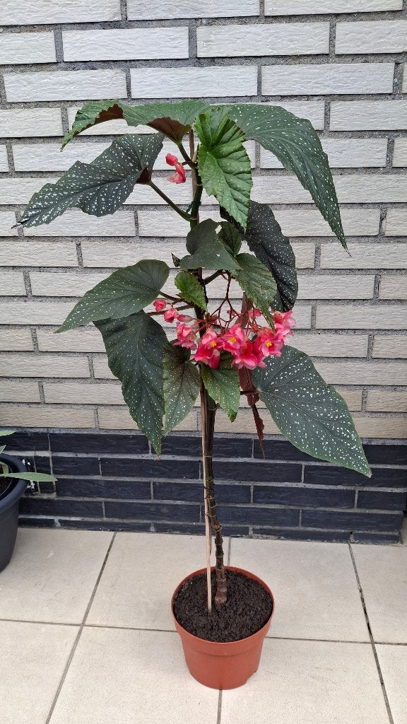 Maculata., Maison & Meubles, Plantes d'intérieur, Autres espèces, En pot, Plante à fleurs, Enlèvement