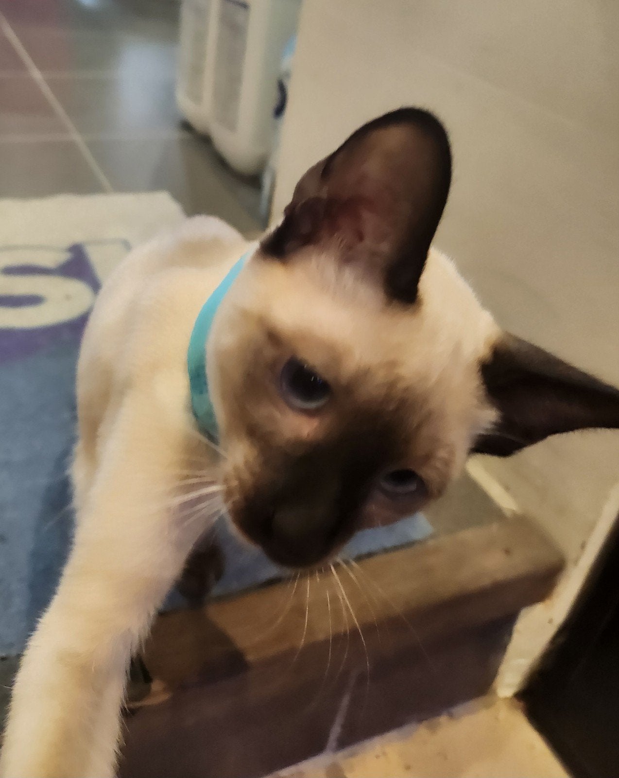 Chatons siamois type orientaux!, Plusieurs animaux, Avec pedigree, 0 à 2 ans