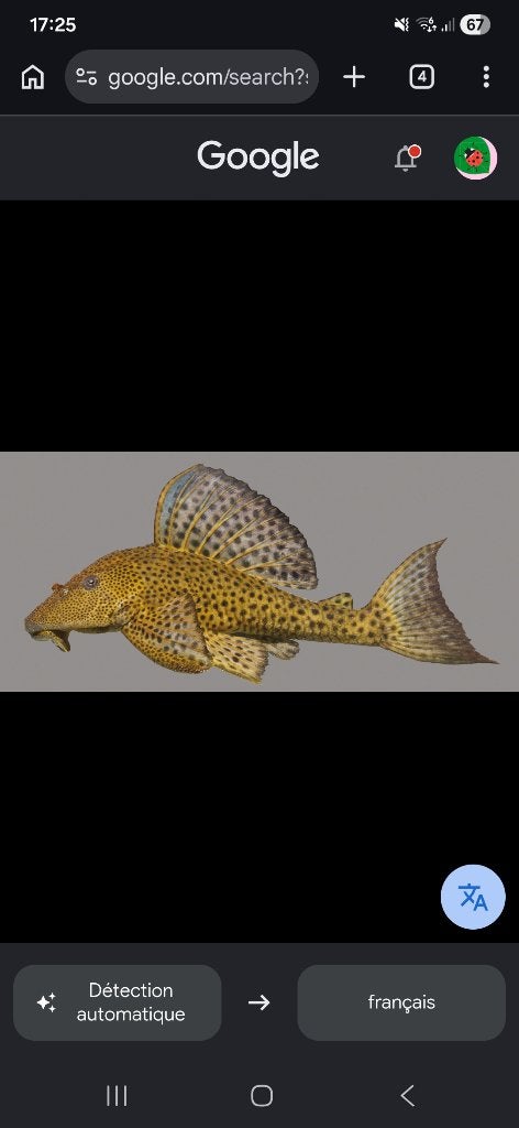 Pleco a vendre 20 euros piece ou 30 euros les deux., Poisson, Poisson d'eau douce