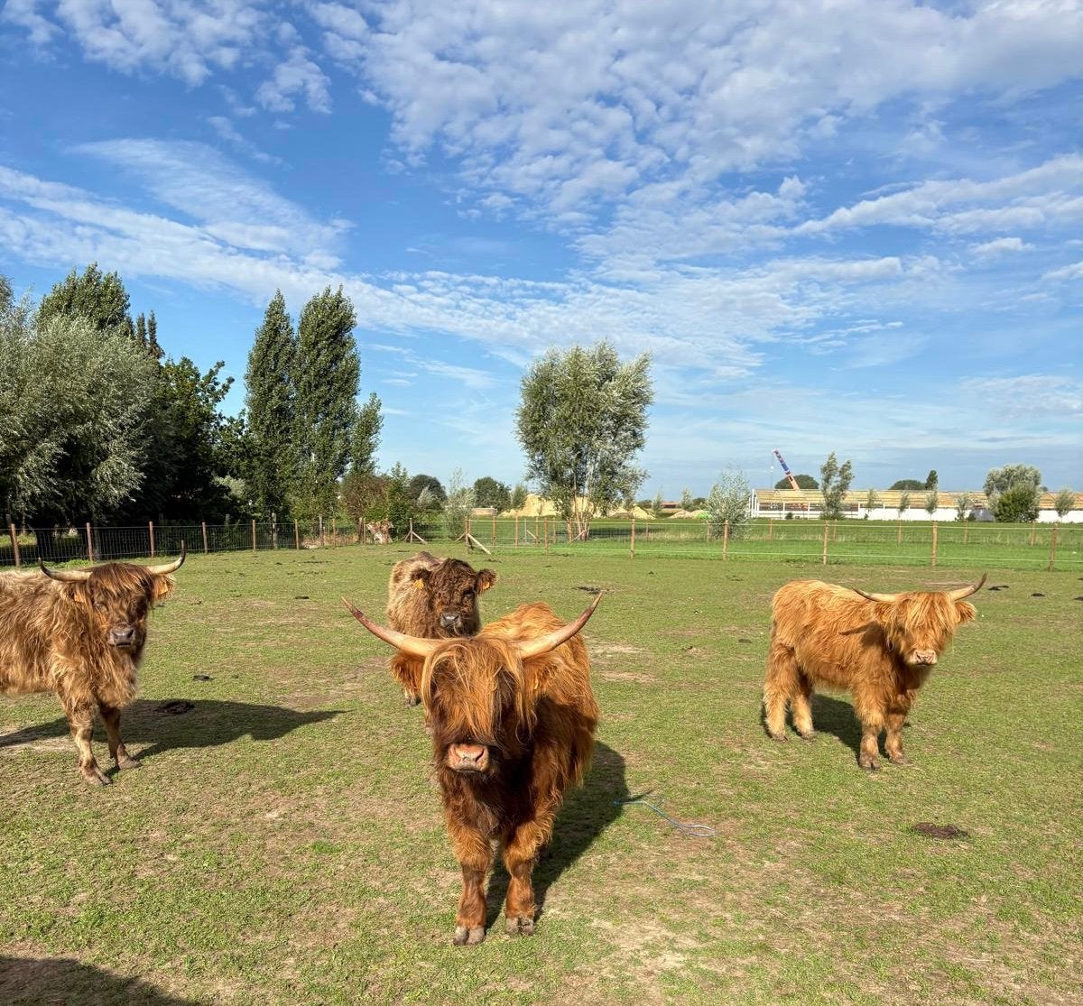 3 leuke mini Hooglander vaarsjes zoeken een nieuwe thuis!, Animaux & Accessoires, Bovins, Femelle, 3 à 6 ans