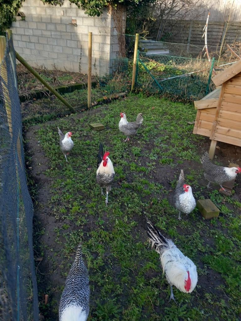 Broedeieren ayam cemani