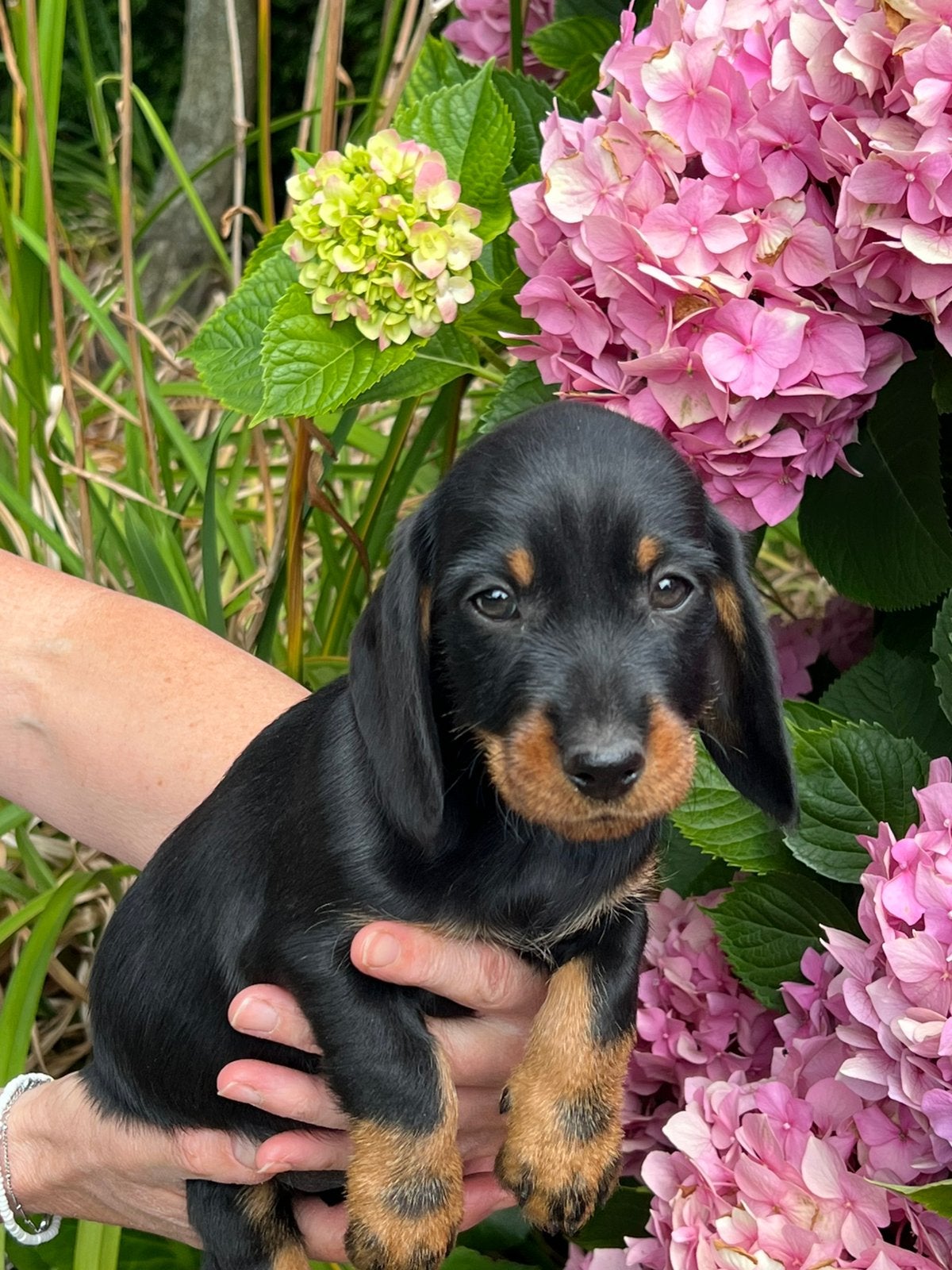Mooie teckel pups particulier, Dieren en Toebehoren, Honden | Teckels en Dashonden, België, Standaard, Particulier, 8 tot 15 weken
