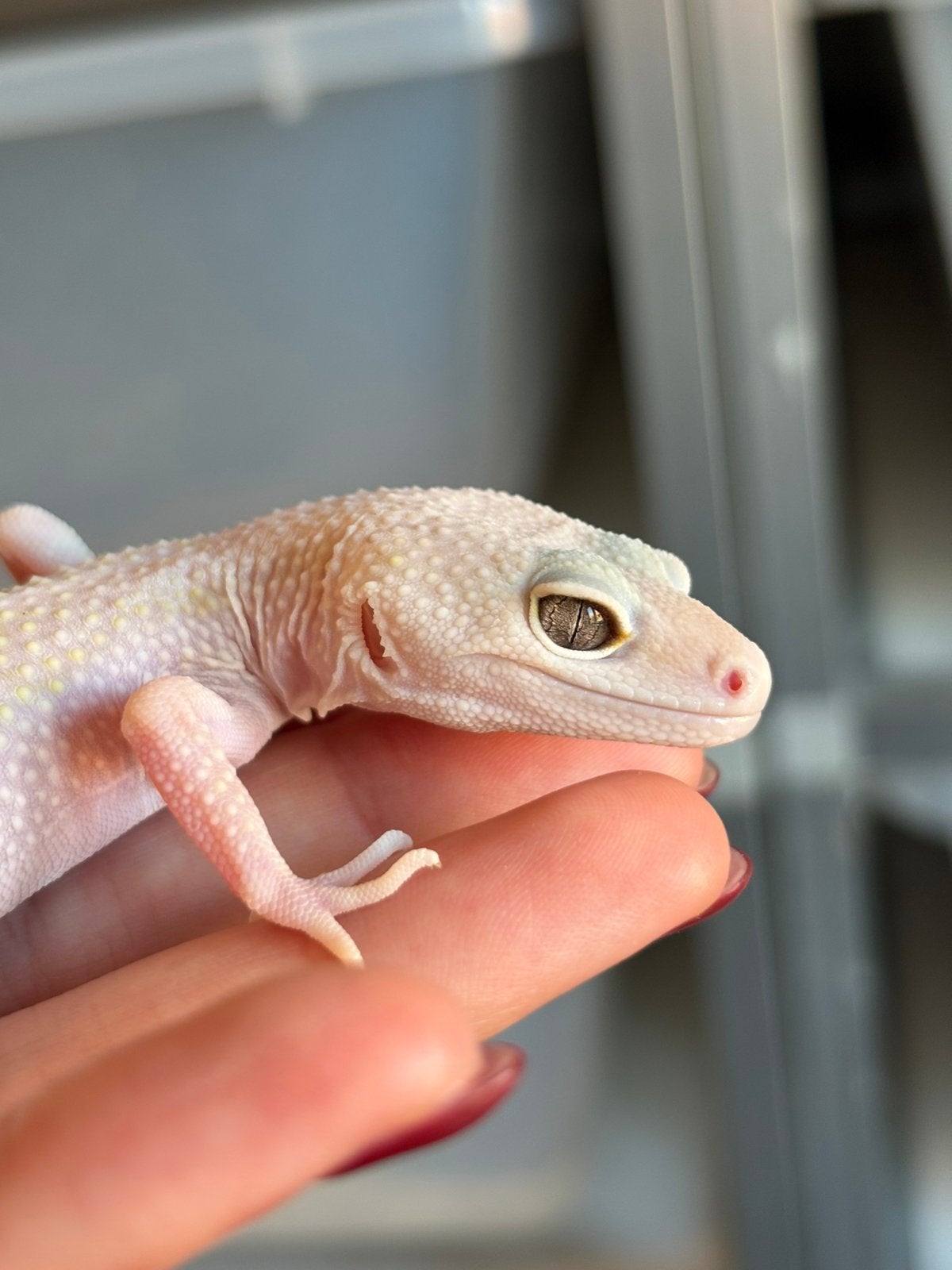 Gem bell patternless luipaardgekko vrouw, Lézard, Domestique, 0 à 2 ans