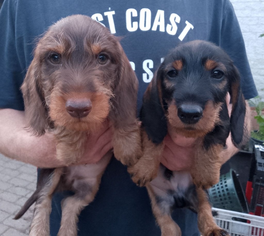Teckels nains poil dur (2 mâles), Chien (mâle), Belgique, 8 à 15 semaines, Poils durs