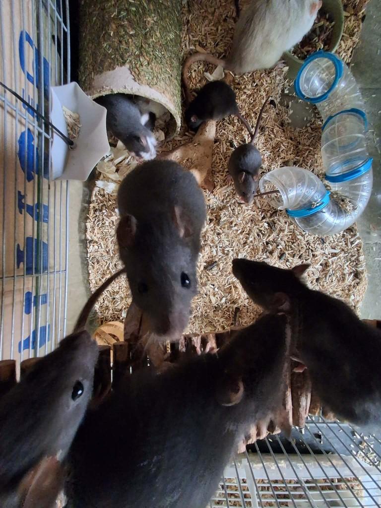 Ratjes te koop, Dieren en Toebehoren, Knaagdieren, April, Meerdere dieren, Rat