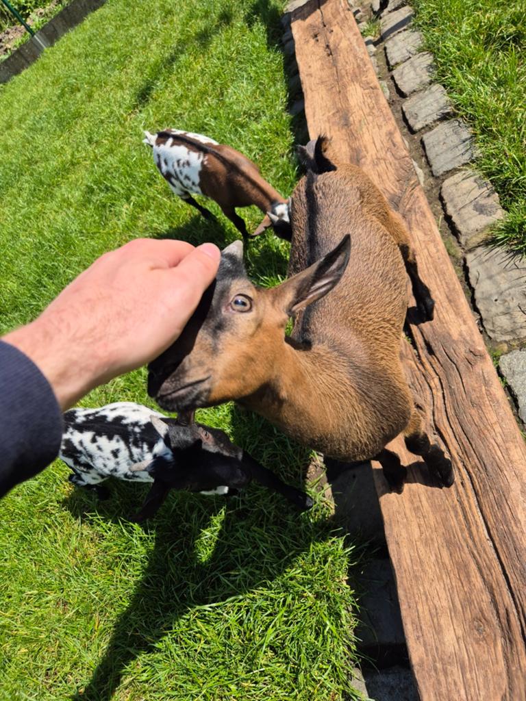 Lieve lammetjes uit eigen kweek, Dieren en Toebehoren, Meerdere dieren, Geit, 0 tot 2 jaar