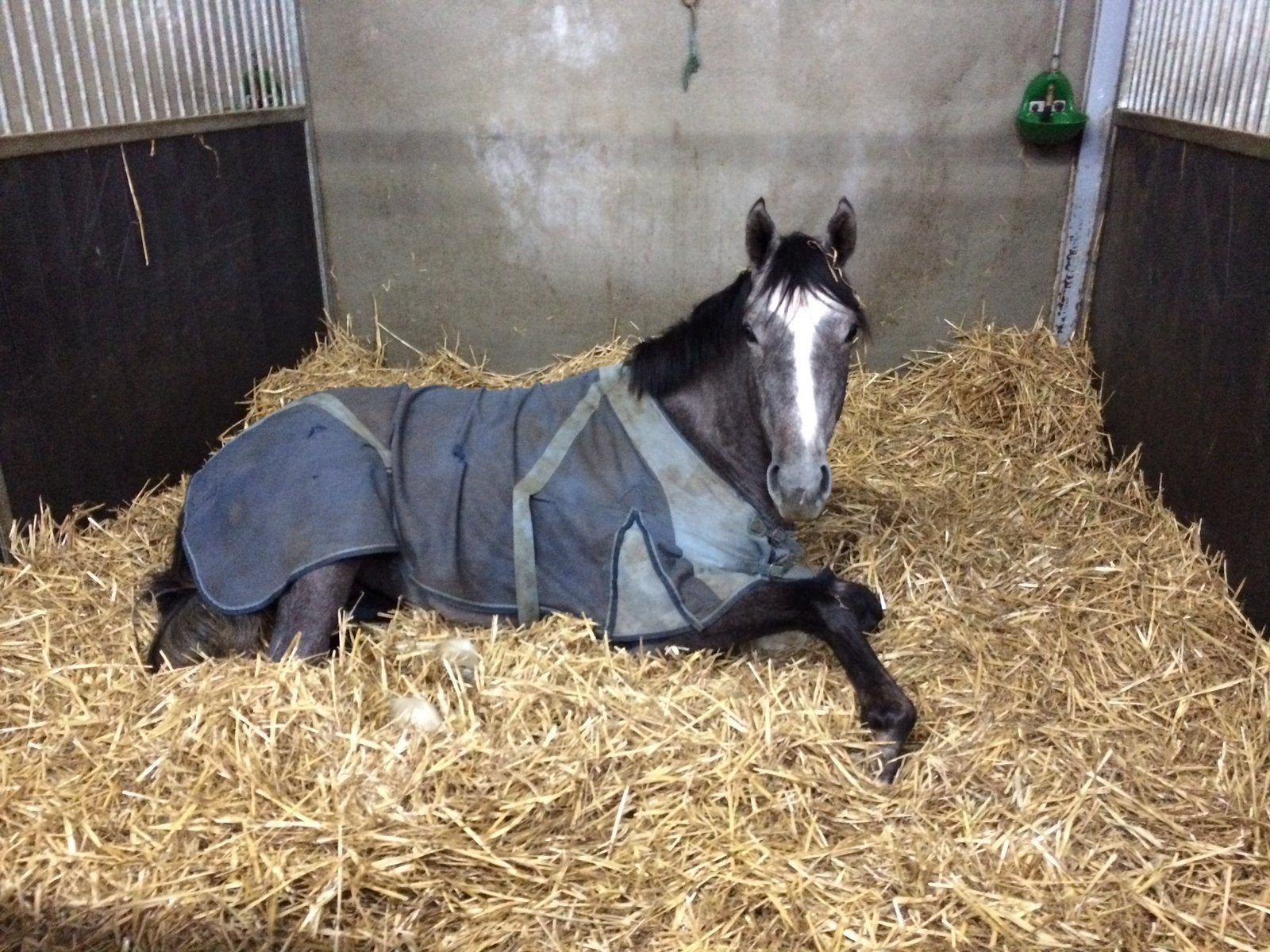 Paard of pony gezocht, Jument