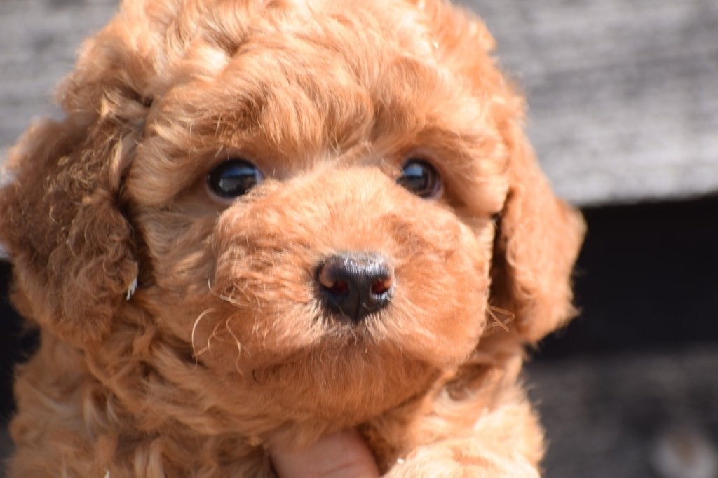 Chiots caniches, petits, permanents, Caniche, Plusieurs, Belgique, Plusieurs animaux