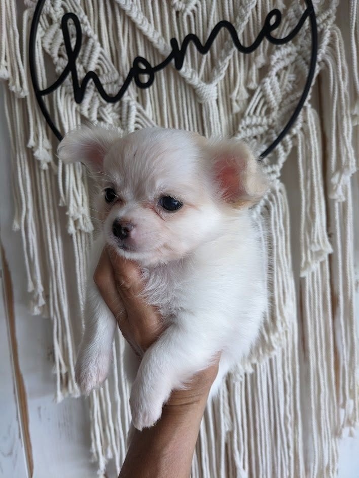 Chihuahua pup, Dieren en Toebehoren, Parvo, België, Particulier, Reu