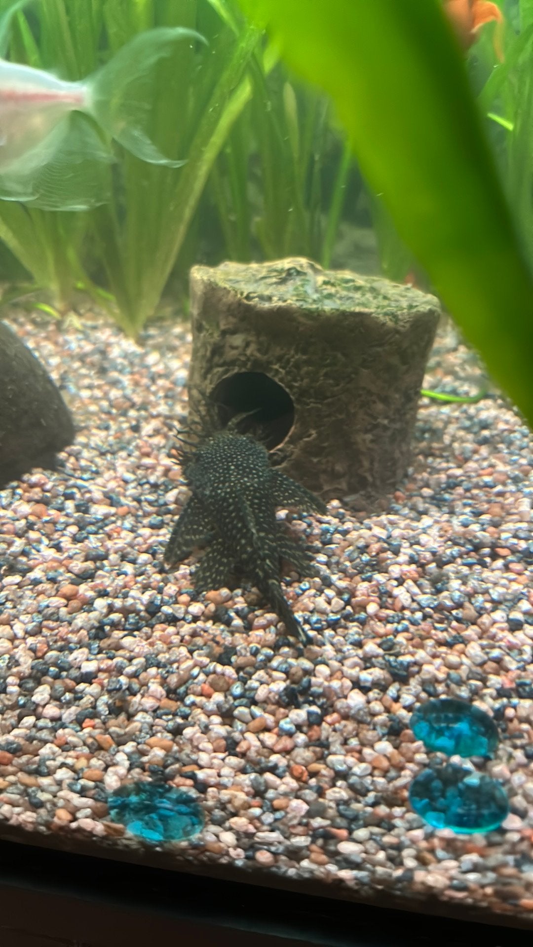 Volwassen bristelnose pleco