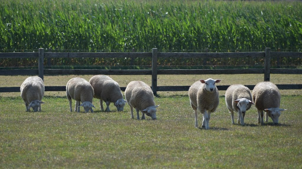 swifter stamboek ram, Mannelijk, Schaap, 0 tot 2 jaar
